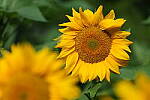 Click to see Y-JG-S1R-4878.JPG