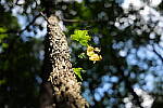 Click to see Y-WB-24MMF18S-P1005955.JPG