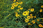Click to see Y-WB-24MMF18S-P1006026.JPG