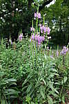 Click to see Y-WB-24MMF18S-P1006035.JPG