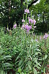 Click to see Y-WB-24MMF18S-P1006036.JPG