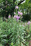 Click to see Y-WB-24MMF18S-P1006037.JPG