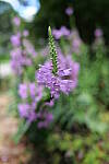 Click to see Y-WB-24MMF18S-P1006042.JPG