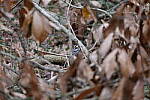 Click to see Y-WB-70_300-P1005396.JPG