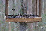 Click to see Y-WB-70_300-P1005434.JPG