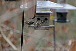 Click to see Y-WB-70_300-P1005459.JPG