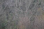 Click to see Y-WB-70_300-P1005467.JPG