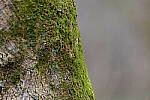Click to see Y-WB-70_300-P1005477.JPG