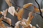 Click to see Y-WB-70_300-P1005480.JPG