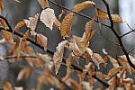 Click to see Y-WB-70_300-P1005482.JPG