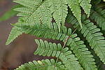 Click to see Y-WB-70_300-P1005497.JPG