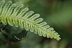 Click to see Y-WB-70_300-P1005500.JPG