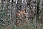 Click to see Y-WB-70_300-P1005505.JPG