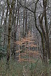 Click to see Y-WB-70_300-P1005508.JPG