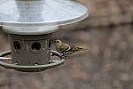 Click to see Y-WB-70_300-P1005538.JPG