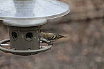 Click to see Y-WB-70_300-P1005539.JPG