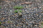 Click to see Y-WB-70_300-P1005580.JPG