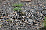 Click to see Y-WB-70_300-P1005586.JPG