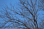 Click to see Y-WB-70_300-P1005595.JPG