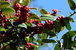 Click to see Y-WB-70_300-P1005604.JPG