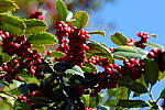 Click to see Y-WB-70_300-P1005606.JPG