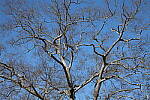 Click to see Y-WB-70_300-P1005612.JPG