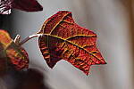 Click to see Y-WB-70_300-P1005625.JPG