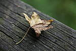 Click to see Y-WB-P1006229-Sigma90mm-f2.8.JPG