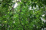 Click to see Y-WB-P1006243-Sigma90mm-f2.8.JPG
