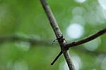 Click to see Y-WB-P1006288-Sigma90mm-f3.5.JPG