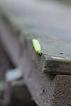 Click to see Y-WB-P1006295-Sigma90mm-f3.5.JPG