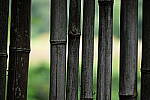 Click to see Y-WB-P1006304-Sigma90mm-f2.8.JPG