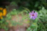 Click to see Y-WB-P1006346-Sigma24mm-f2.0.JPG