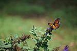 Click to see Y-WB-P1006348-Sigma90mm-f2.8.JPG