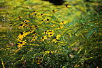 Click to see Y-WB-P1006361-Sigma90mm-f2.8.JPG