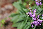 Click to see Y-WB-P1006373-Sigma90mm-f3.5.JPG