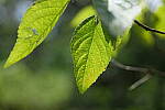 Click to see Y-WB-P1006408-Sigma90mm-f4.0.JPG