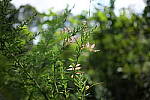 Click to see Y-WB-P1006450-Sigma24mm-f2.0.JPG