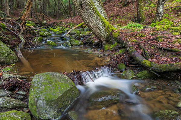 Panasonic S1R Review: Field Test -- Gallery Image