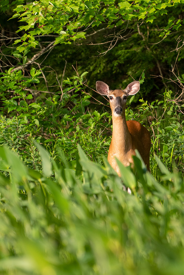 Panasonic S1R Review: Field Test -- Gallery Image