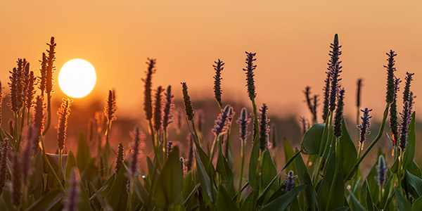 Panasonic S1R Review: Field Test -- Gallery Image