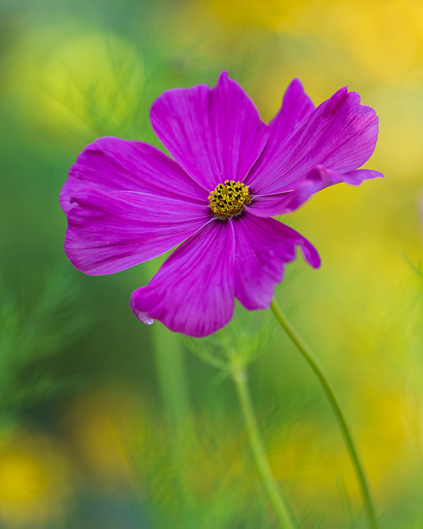 Panasonic S1R Review: Field Test -- Gallery Image