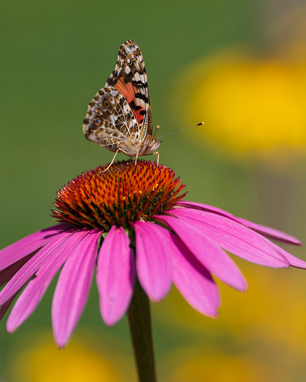 Panasonic S1R Review: Field Test -- Gallery Image