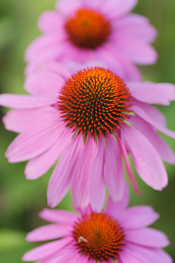 Panasonic S1R Review: Field Test -- Gallery Image