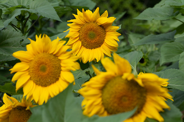 Panasonic S1R Review: Field Test -- Gallery Image