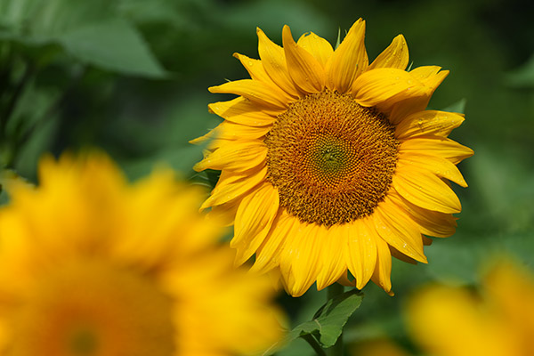 Panasonic S1R Review: Field Test -- Gallery Image