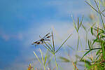 Click to see Y-DP-0324-edt.jpg