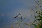 Click to see Y-DP-0324.JPG