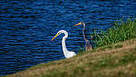 Click to see Y-DP-0333-edt.jpg