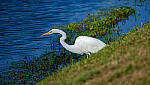 Click to see Y-DP-0342-edt.jpg
